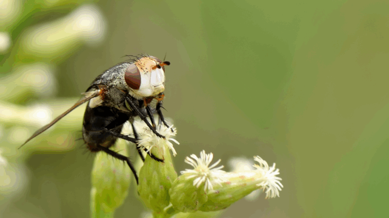 The New World Screwworm: History, Eradication, and Its Recent Resurgence