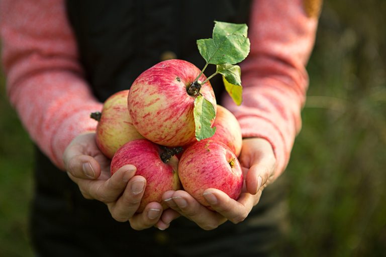 Pink with stripes fresh apples from branches in women's hands on
