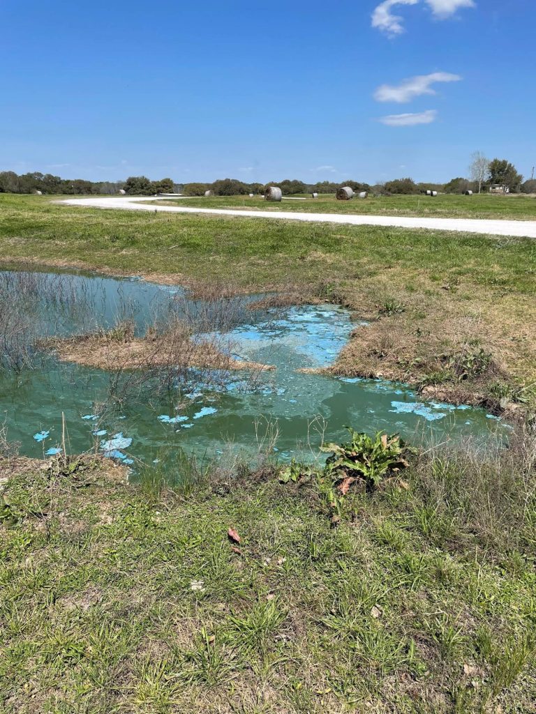 Understanding and Managing Blue-Green Algae in Ponds