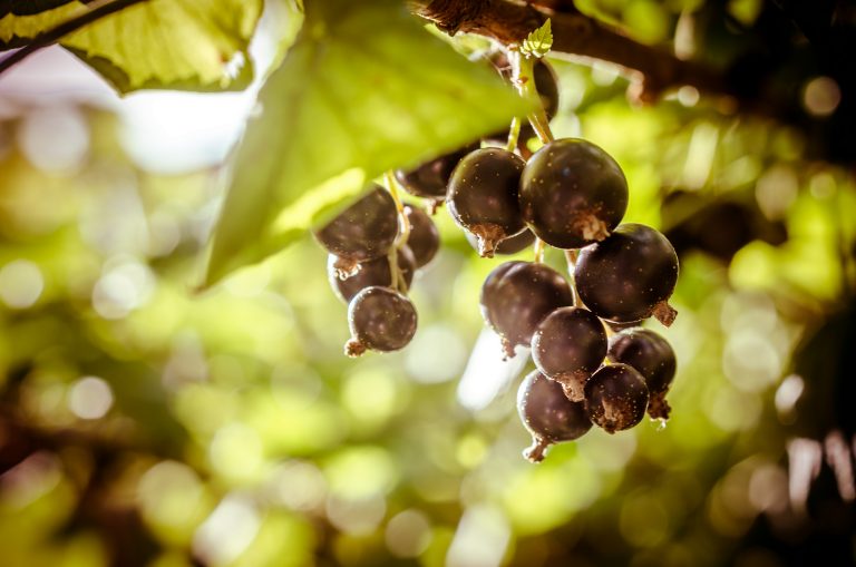 Muscadines and Other Native Grapes