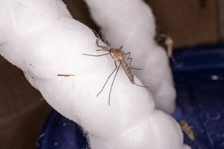 Reduce Your Risk of West Nile Virus Infection