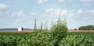 Wet Year Prompts Weed Challenges in Crops Texas crop weed control 2025