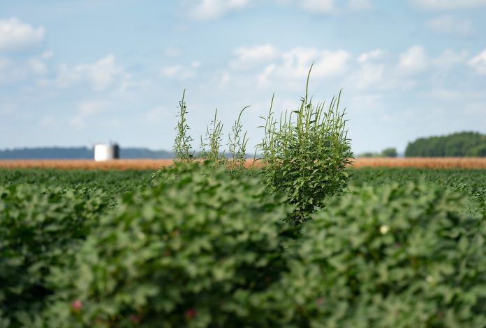 Texas crop weed control 2025