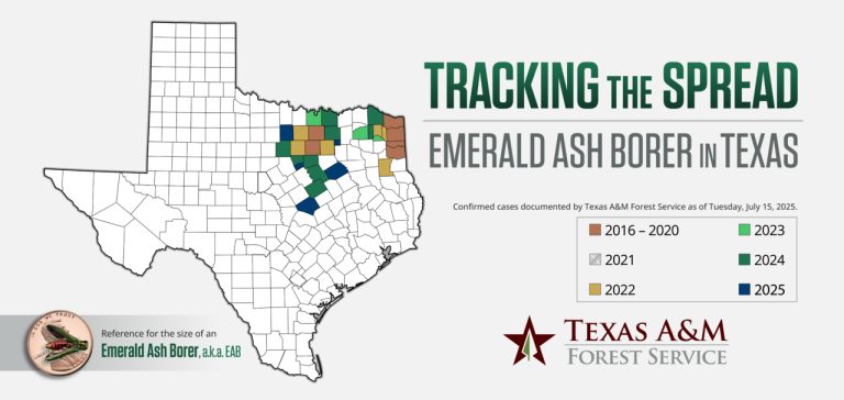 Emerald ash borer Texas