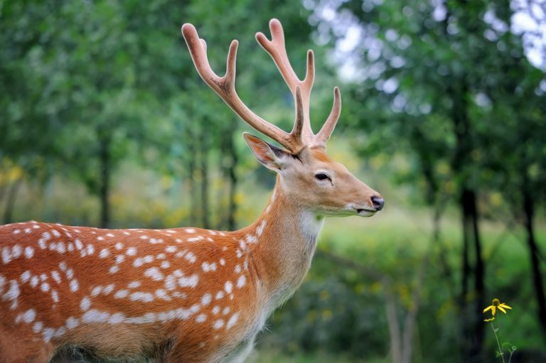 Whitetail Deer standing in summer wood