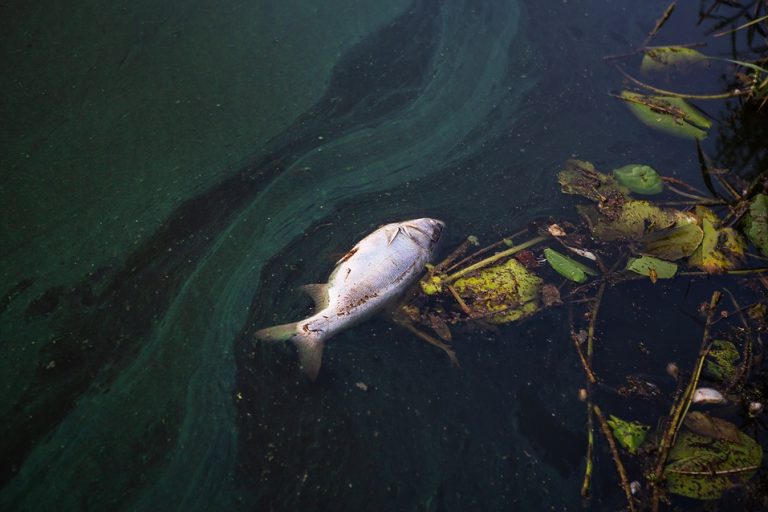 Dead fish carp float to the surface of the water.