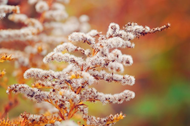 Goldenrod (Solidago canadensis) with dry seeds in a fall meadow.