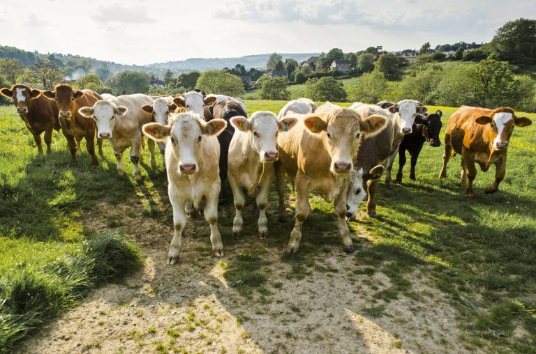 Portrait of herd of cows in rural green field