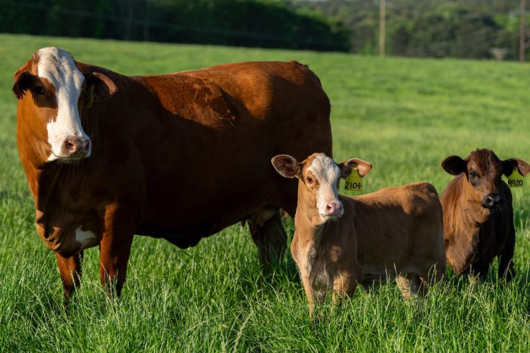 Texas cattle market trends