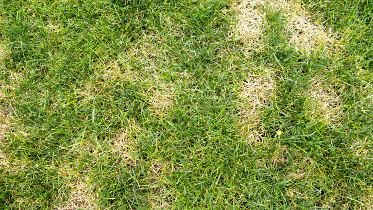 Fall is the Season for Fungal Problems in the Lawn 