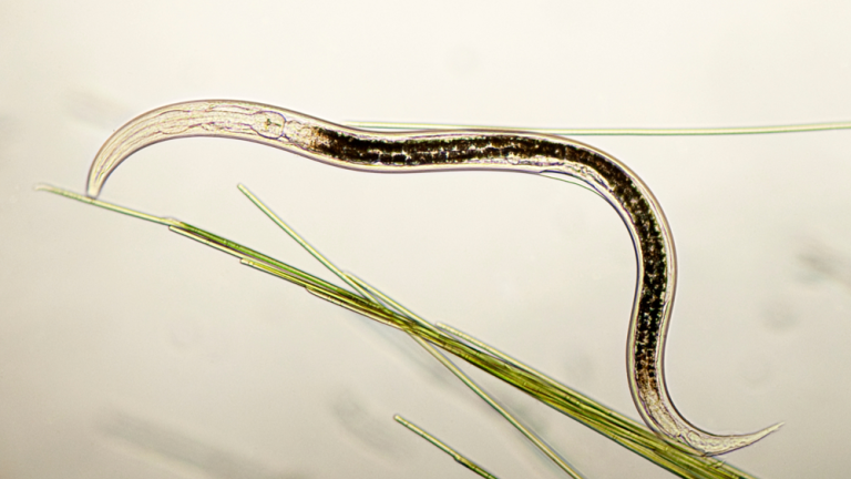 nematodes in a microscope