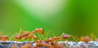 Tackling Fire Ants in the Fall