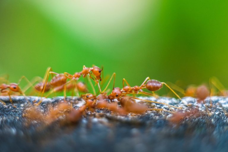 Tackling Fire Ants in the Fall