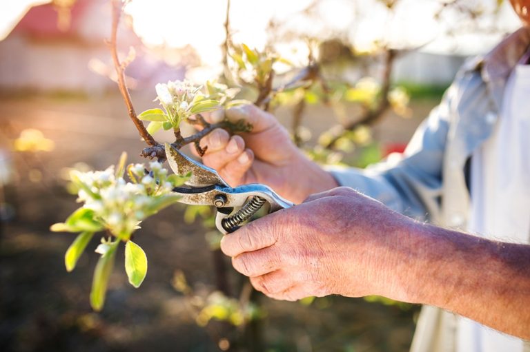 Senior man pruning apple tree