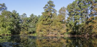 New Grant Supports The Use of Trees and Forestry in Watershed Protection Plans