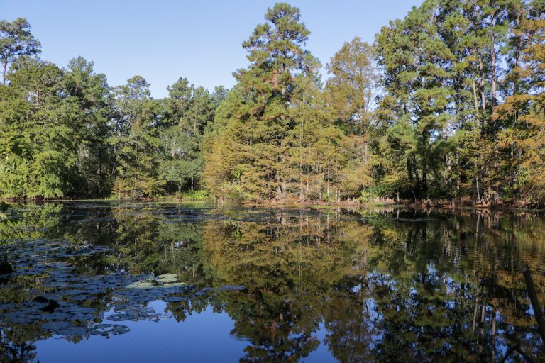New Grant Supports The Use of Trees and Forestry in Watershed Protection Plans