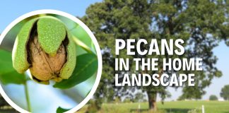 Pecans in The Home Landscape Pecan trees in Texas