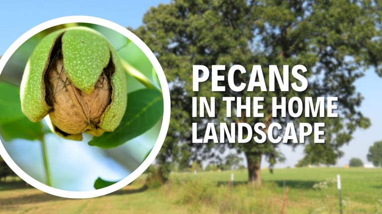 Pecan trees in Texas