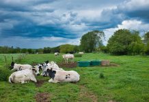 Now That We Got Rain… How Do We Manage Pastures Going into The Winter? East Texas pasture management