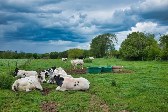 East Texas pasture management