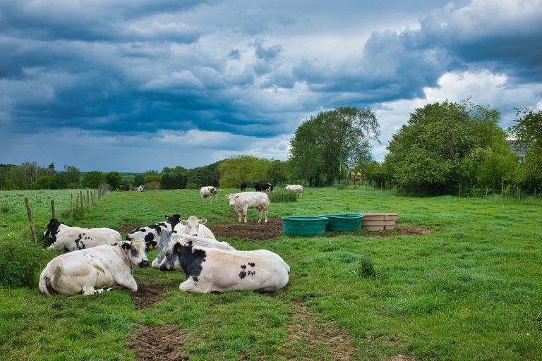 East Texas pasture management