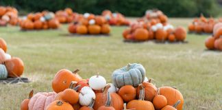 Consistent Summer Rains Spur This Year’s Pumpkin Harvest Texas pumpkin harvest