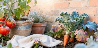 First Frost Coming? What’s Worth Protecting—and What’s Not