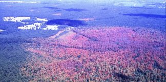 Cost-Share Program Available to Help Prevent Southern Pine Beetle Threats