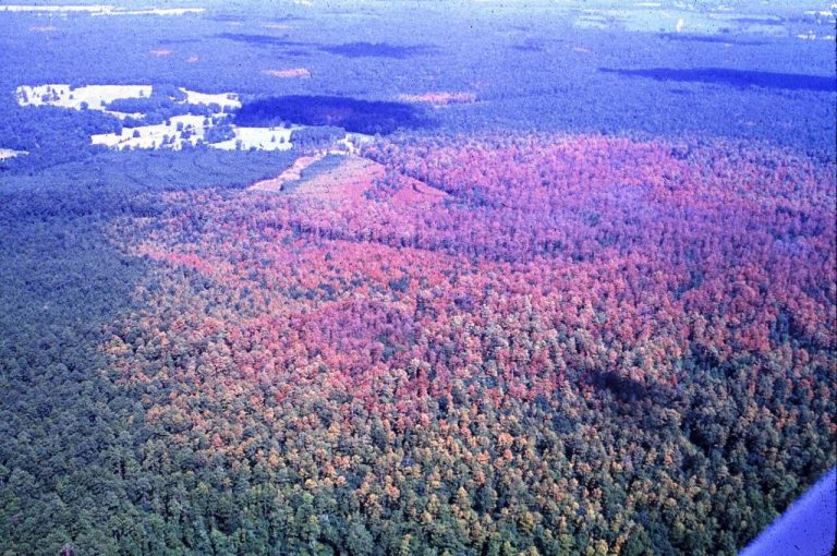 Cost-Share Program Available to Help Prevent Southern Pine Beetle Threats