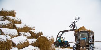 Winter Hay Math: Are You Headed for a Shortage or Sitting Pretty? the-hay-storage-shed-full-of-bales-hay-on-farm-fa-2025-10-16-04-46-42-utc