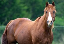 AgriLife Extension Releases Equine Herpesvirus Fact Sheet