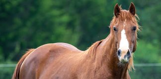 AgriLife Extension Releases Equine Herpesvirus Fact Sheet