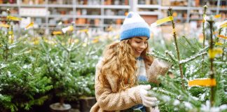 Winter Gardening Myths That Refuse to Die young smiling woman chooses Christmas tree to buy. Happy woman buying New Year tree for Christmas.