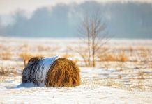 Managing Hay and Supplements Through Freeze–Thaw Weather