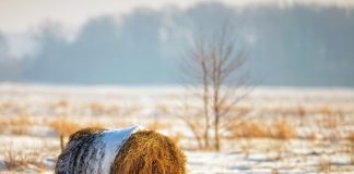 Managing Hay and Supplements Through Freeze–Thaw Weather