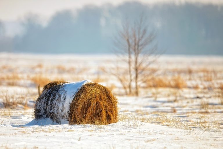 Managing Hay and Supplements Through Freeze–Thaw Weather