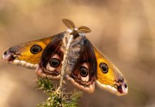 Why Moths Show Up in East Texas Homes — and What to Do About Them Emperor Moth butterfly on plant