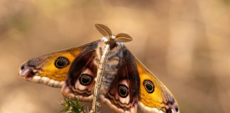 Why Moths Show Up in East Texas Homes — and What to Do About Them Emperor Moth butterfly on plant