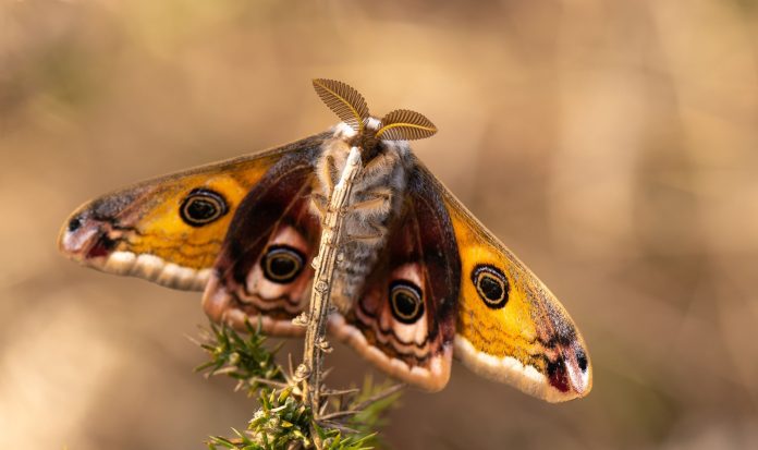Emperor Moth butterfly on plant