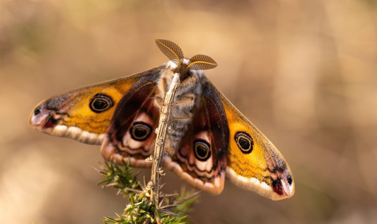 Emperor Moth butterfly on plant