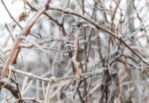 After the Freeze: What’s Likely Damaged in Your Trees, Shrubs, Lawns, and Gardens trees and plants covered with ice in winter. selective focus. nature.