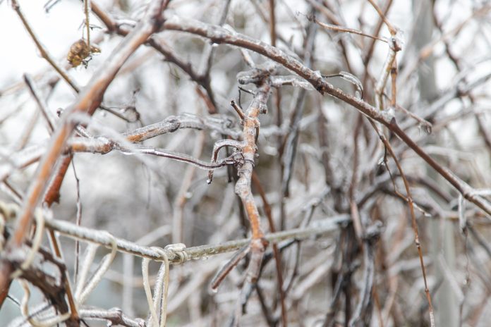 trees and plants covered with ice in winter. selective focus. nature.