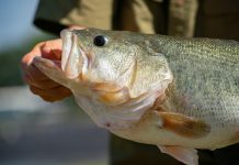More Bass, Less Grass Virtual Field Day Slated for Feb. 7