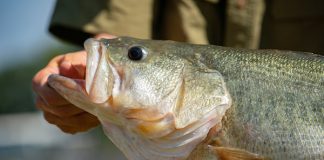 More Bass, Less Grass Virtual Field Day Slated for Feb. 7