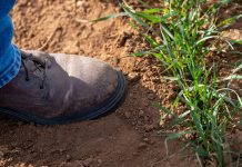 Texas Producers Invited to Conservation Incentive Program Webinar Jan. 29 The Texas Conservation and Sustainability Initiative will host a webinar Jan. 29 to discuss crop, livestock and forestry conservation practices eligible for up to $100,000 in financial incentives. (Michael Miller/Texas A&M AgriLife)