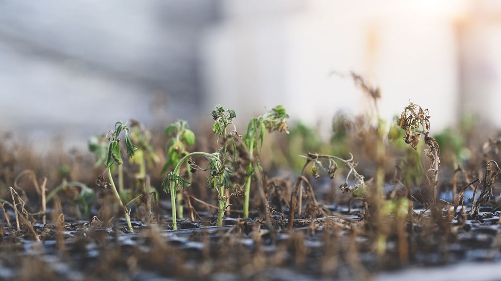 February Is Not Spring: What East Texans Plant Too Early Small plant of cannabis seedlings in greenhouse. Nutrient deficiencies in marijuana plants, herbal alternative medicine, cbd oil concept.
