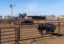 Producer Preparedness Critical as New World Screwworms Approach