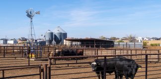 Producer Preparedness Critical as New World Screwworms Approach