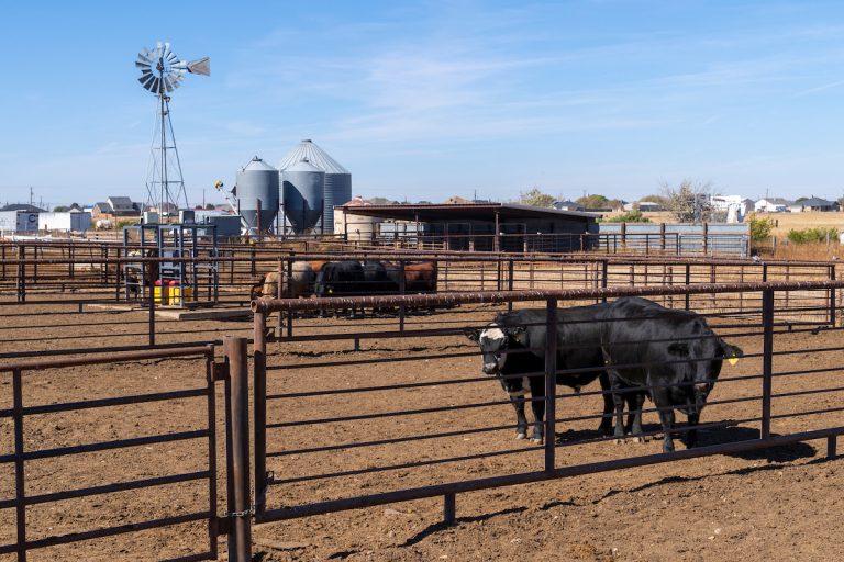 Producer Preparedness Critical as New World Screwworms Approach