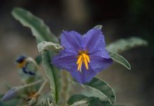 Silverleaf Nightshade Management Webinar Scheduled for May 12